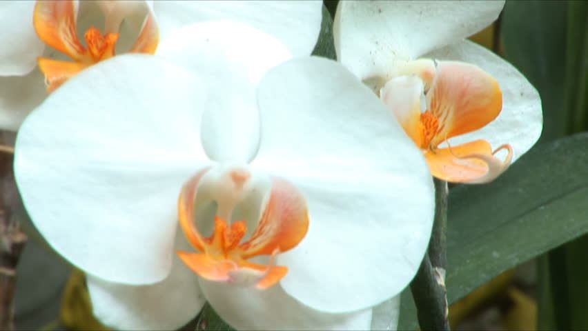 White orchids in a garden