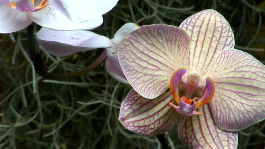 White, violet and yellow orchids in a garden