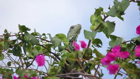 Green colombian iguana resting on a tree