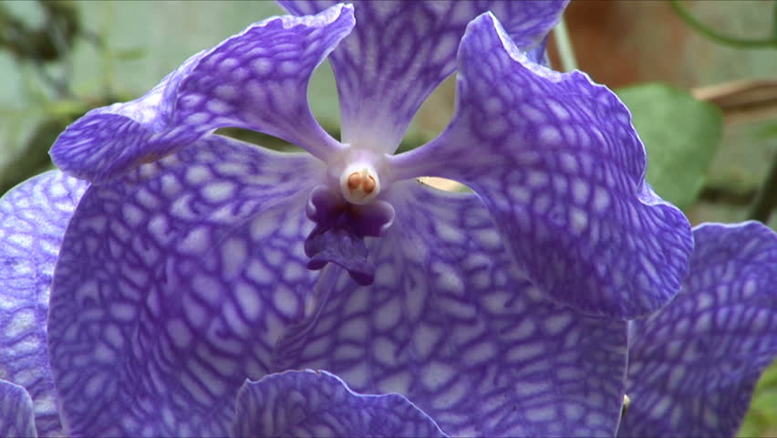 Violet orchids in a garden