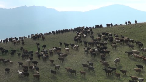 A large group of goats and sheep move over a ridge, looking for better fields on the pastures of Kyrgyzstan, Central Asia