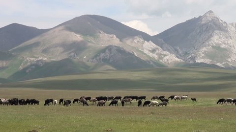 Fat tailed sheep move through a mountain valley in Kyrgyzstan, Central Asia