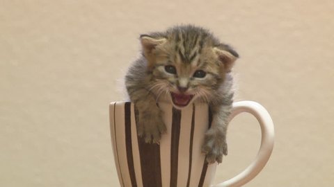 Very young tiger striped kitten with tiny paws hanging over rim of coffee mug complains with toothless meows.