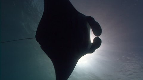 Single Manta Ray swims towards and over viewer, silhouetting sun and exits frame