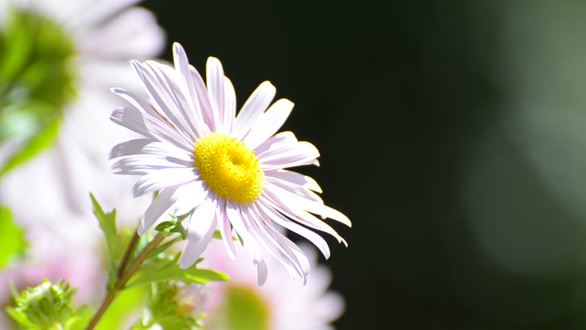 Pink Daisy flower background - Stock Video. Blur copyspace