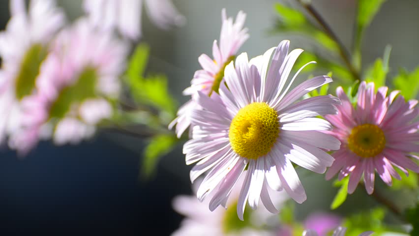 Pink Marguerite Daisy (Paris Daisy) Blooming. Latin Name: Argyranthemum