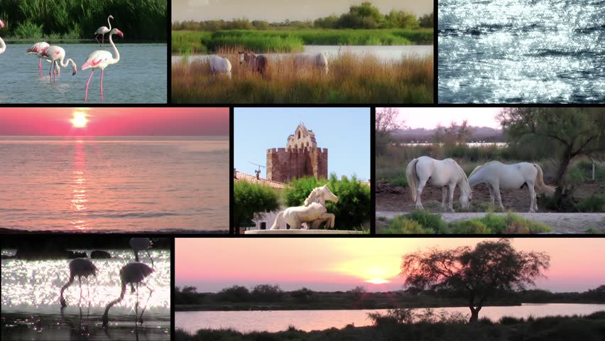 la camargue, collage