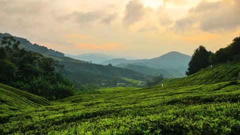 Timelapse of fluffy cloud sunrise at tea plantation at Cameron Highland, Malaysia 