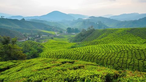 tea plantation smooth rows green bushes Stock Footage Video (100% ...