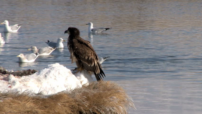 Golden Eagle image taken at Farmington Bay Waterfowl Management Area, Utah (managed by the Utah Division of Wildlife Resources)

