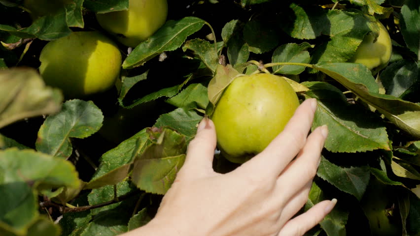 Woman picking apple