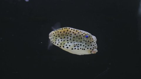 Tropical fish grey dots