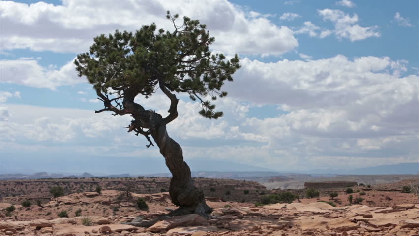 Southwest desert cedar tree in wind landscape. The San Rafael Swell is an extensive desert geologic feature located in south-central Utah. 