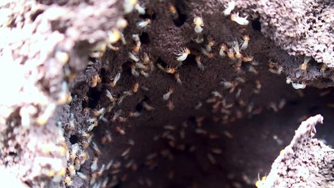 Termites inside a termite mound. Macro shooting.