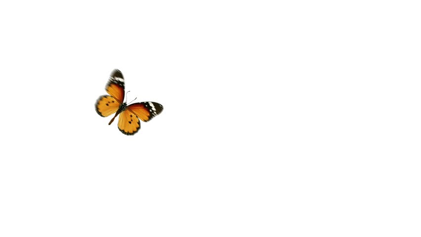 flight monarch butterfly on a white and green background with alpha channel