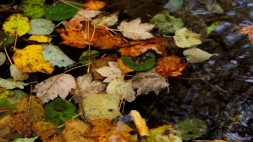 Autumn leaves floating on the water