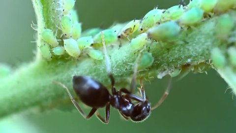 A rare shot of a shepherd ant tending its flock of aphids on branch.