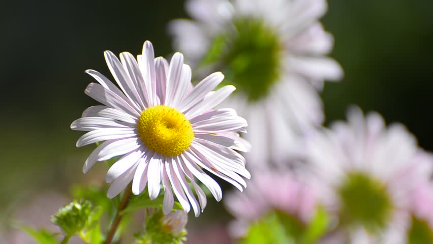 Ping Daisy flower sway on wind - Stock Video. Beautiful background of single