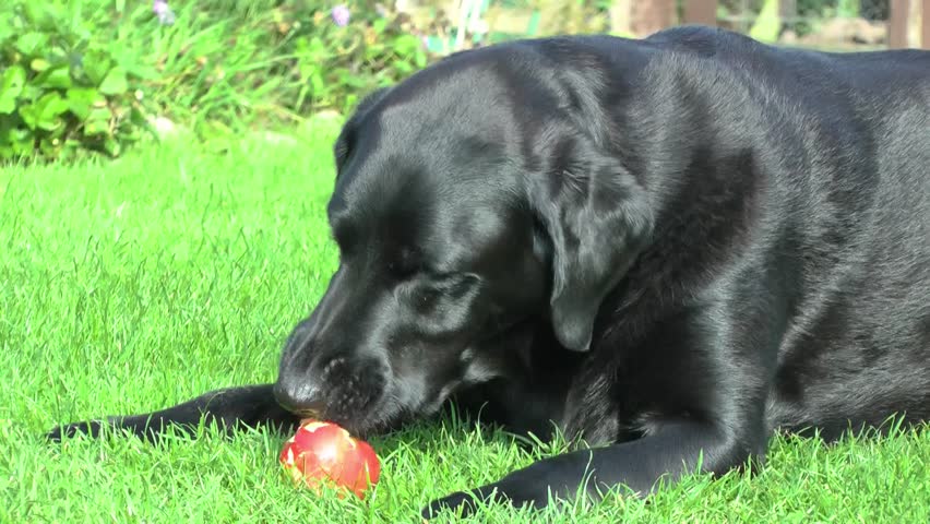 Black Labrador dog eating an apple