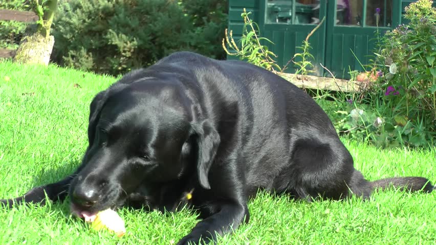 Dog eating an apple disturbed by a wasp