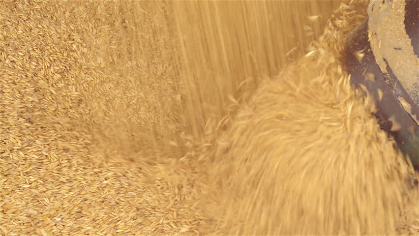 Close up of oat grains going into an auger on an Australian farm.