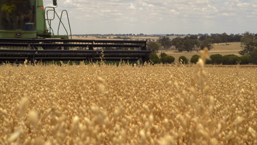 WAGIN, AUSTRALIA - NOVEMBER 26 2012: An Australian farmer on a combine harvester