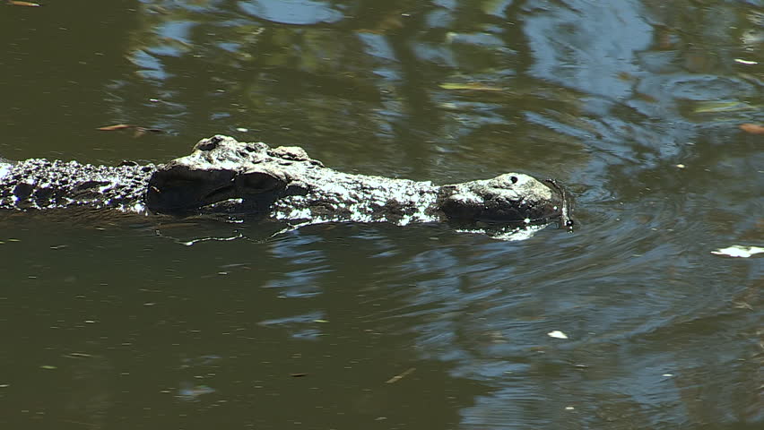 Crocodile swimming in water