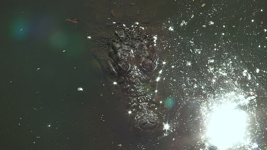 Crocodile floating in water