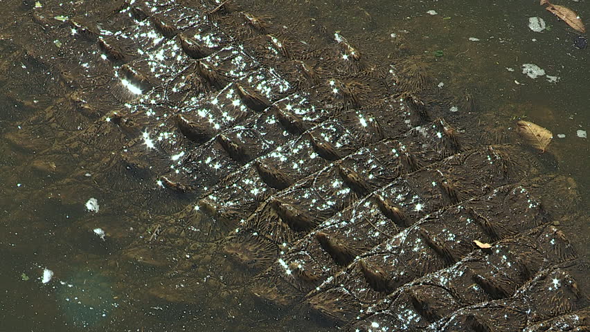 Close-up of crocodiles scales