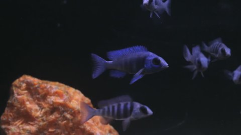 Tropical fish blue and black