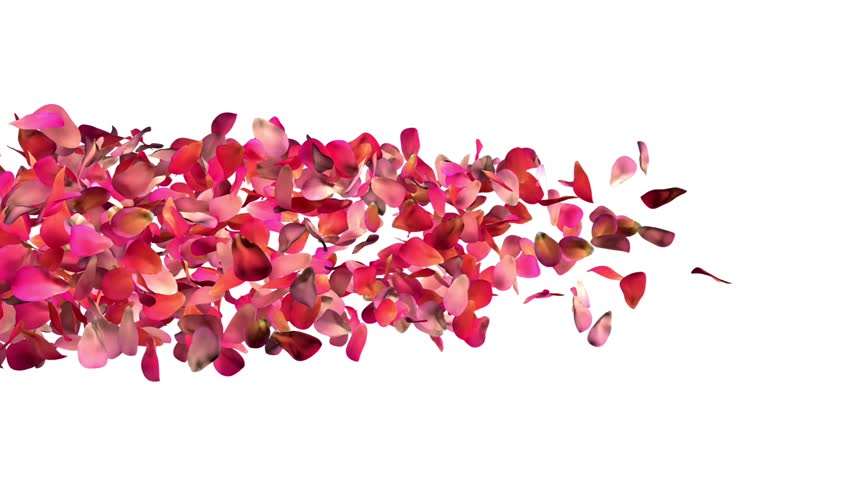 rose petals on white background with alpha channel