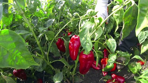 Picking Sweet Red Peppers. Pepper Harvest.
Vegetable Growing. Organic Farming.