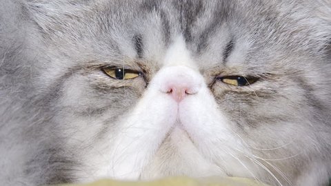 close-up - funny purebred cat