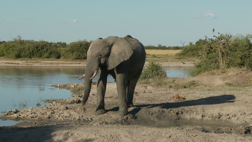 An african bull elephant uses its trunk to sniff out a potential threat. It