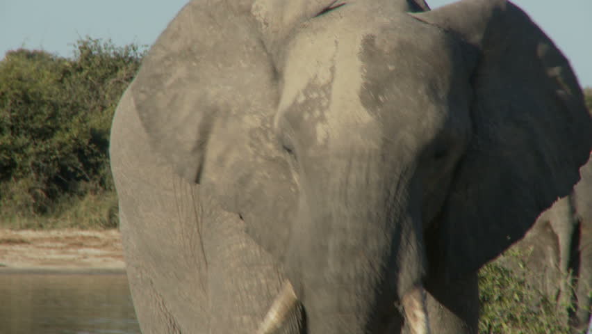 Close up of a large african bull elephant spraying a coat of mud on his body