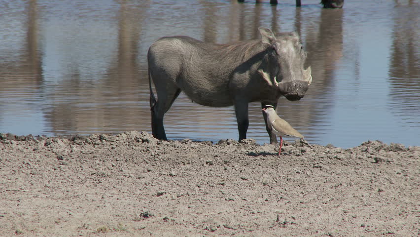 After being confronted by a angry plover the warthog moves off
