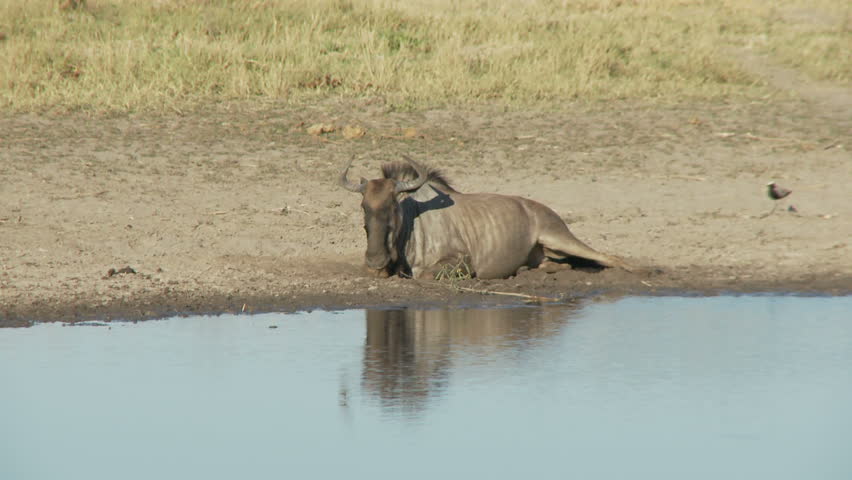 A lone wildebeest lying on the edge of a waterhole is joined by a small herd of