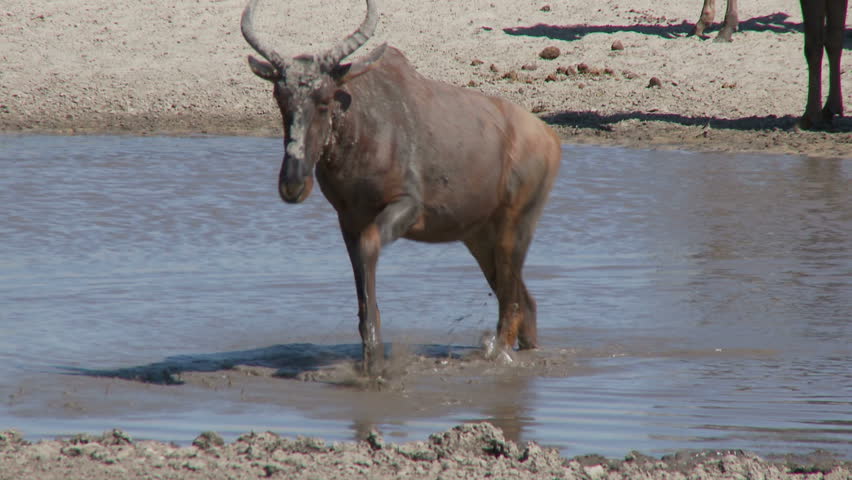 A tsessebe walks out of a small waterhole and leads the rest of the small herd