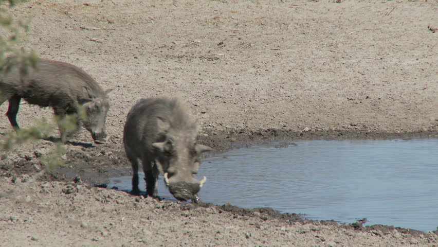 Two warthogs walk along the edge of a waterhole as a small herd of wildebeest