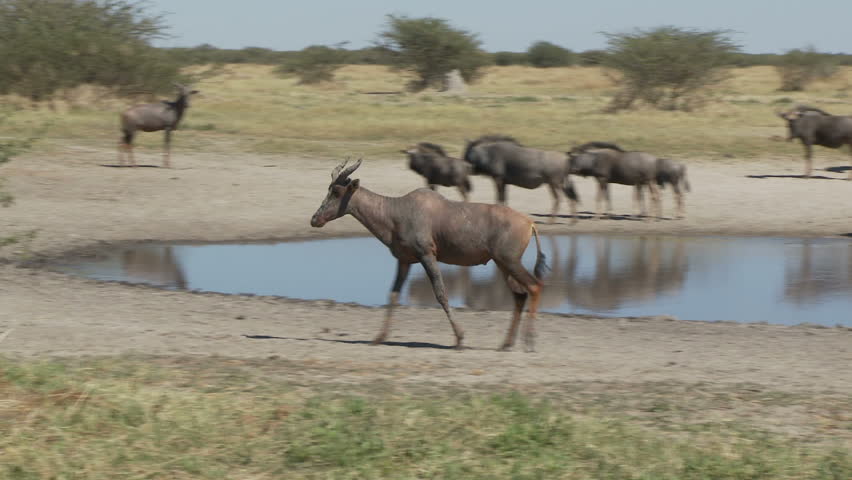 A tsessebe walks out of the bushes and moves from left to right passing a