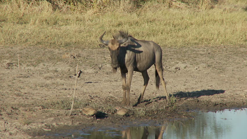 A wildebeest rolls around in the mud as another wildebeest walks on behind.