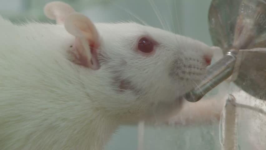 Rats in research laboratory