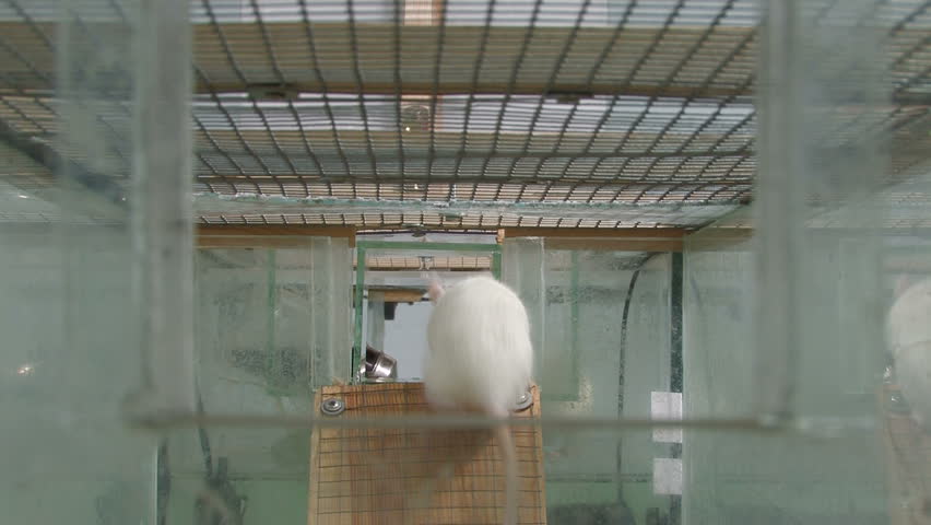 Rats in research laboratory