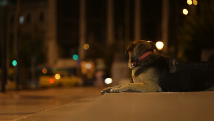 Dog on Athens street at night 