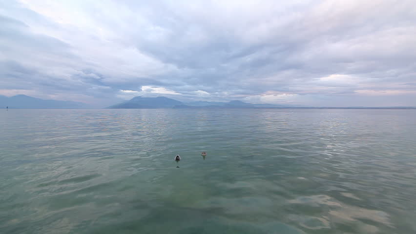 Two ducks on Garda Lake 