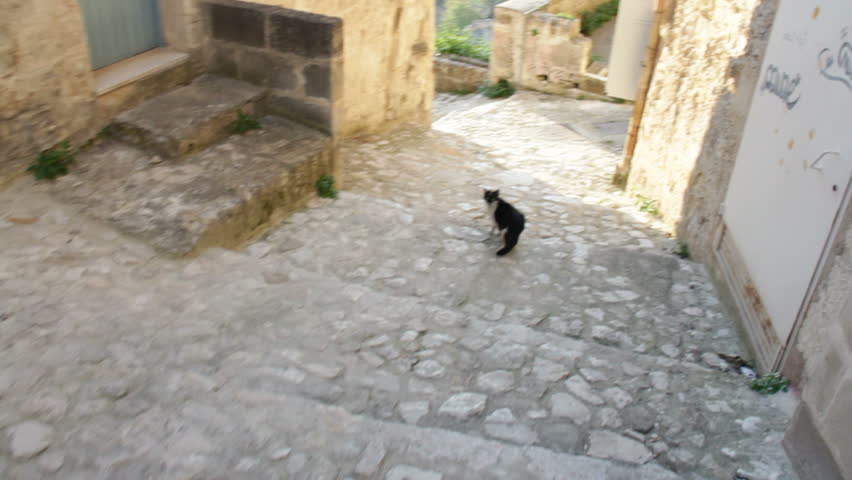 Chasing cat on cobblestones