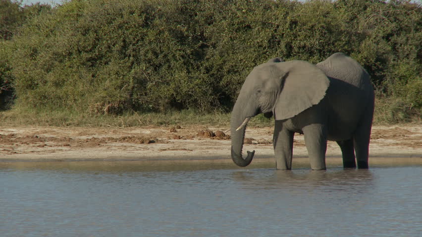 An elephant drinking at a waterhole