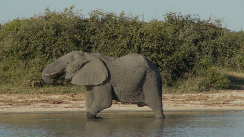 A large african bull elephant walks along the side of a pan passing a drinking