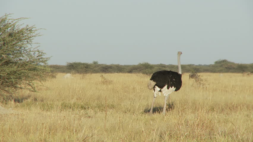 A male ostrich foraging