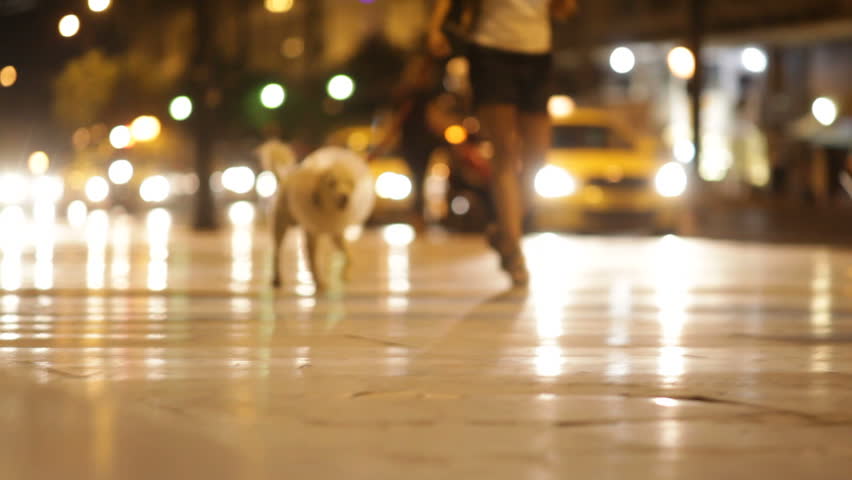 Athens, Greece - August 15th, 2012: dog in collar